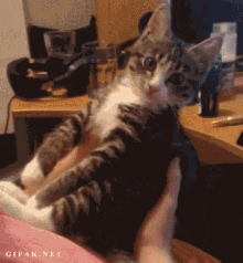 Cooties GIF - Cooties Cat Adorable GIFs