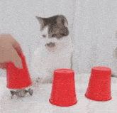 a cat is sitting on a table next to three red cups being stacked on top of each other .