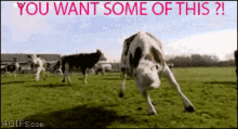 Aggressive Cow GIF