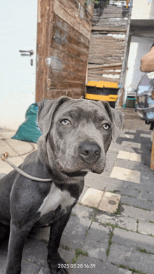 a picture of a dog taken on march 28th of 2025