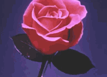 Rosa Rose GIF - Rosa Rose Bloom GIFs