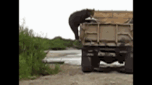 Russia: Bear Steals Fish From Truck GIF