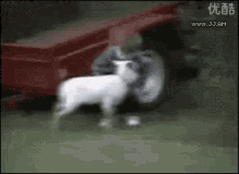 goat kid fight