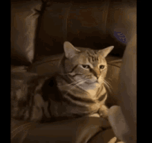 Cat Displeased Why GIF - Cat Displeased Why GIFs