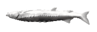 a black and white drawing of a fish with a white background .