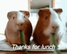 Thanks For Lunch GIF - Thanks For Lunch GIFs