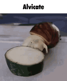 Alvicate Snail Eating Cucumber GIF - Alvicate Snail Eating Cucumber Funny Epic Gif GIFs
