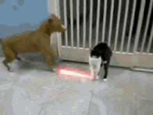 Cat Vs Dog Starwars GIF - Cat Vs Dog Starwars Light Saber GIFs
