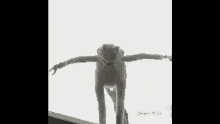Kermit Suicide GIF - Kermit Suicide Sad GIFs