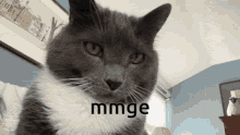 Mmge Cat GIF - Mmge Cat Kitty GIFs
