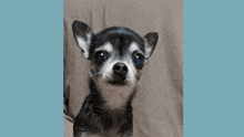 a small black and white dog with dame written on the bottom right
