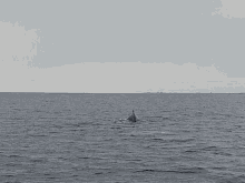 Whale Gray GIF - Whale Gray California GIFs