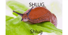 Its Called Shlug GIF