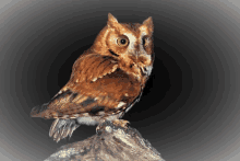 Goodnight Owl GIF - Goodnight Owl GIFs