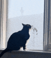 a black and white cat sitting on a window sill looking out the window