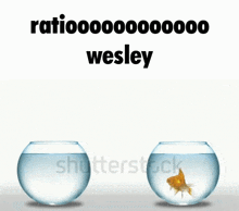 Ratio Wesley GIF - Ratio Wesley Goldfish GIFs