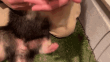 a person is petting a small black and white animal on a green carpet .