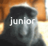 junior monkey unc old