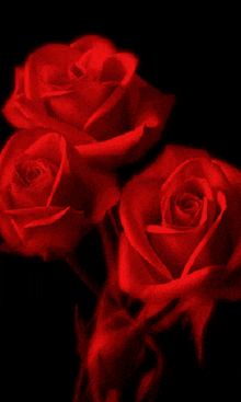 three red roses against a black background with smoke coming out of them