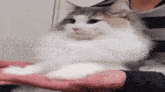 a person is petting a fluffy white cat on their lap .