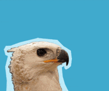 Crowned Eagle Surprised GIF - Crowned Eagle Eagle Surprised GIFs