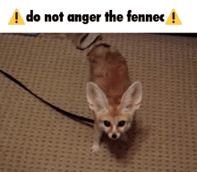 Fennec Fox GIF