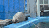 a seal laying on the edge of a pool next to a fence