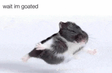 a black and white hamster is laying on its back on a white surface with its eyes closed .