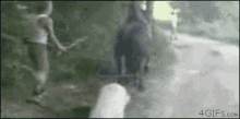 animals horse hit kick karma animals horse hit kick karma