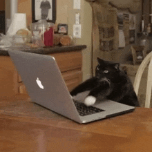 Cats-2 GIF - Cats-2 GIFs