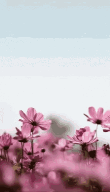 Mothers Day GIF