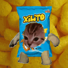 Xiloto Cat GIF - Xiloto Cat GIFs