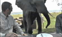 Elephants Brutal GIF