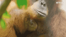 Orangutan Family GIF - Orangutan Family Baby GIFs