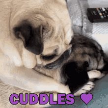 Pug Cuddles GIF - Pug Cuddles GIFs