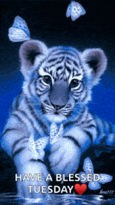 Tiger Cute GIF - Tiger Cute Butterfly GIFs