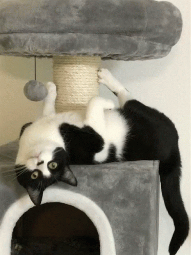 Goofy Ahh Cat GIF - Goofy Ahh Cat Cats - Discover & Share GIFs