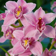 Orchids GIF - Orchids GIFs