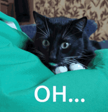 Maksas The Cat Ohh GIF - Maksas The Cat Ohh Oh GIFs