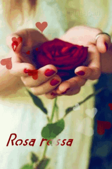 rose for you hearts rosa rossa per te