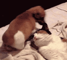 two cats are laying on a bed playing with each other .