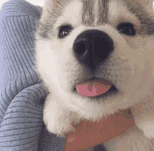 Reject Humanity Become Doge GIF - Reject Humanity Become Doge GIFs
