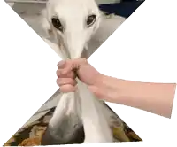 a hand is holding a white dog 's tail