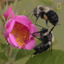 Bee Flying GIF - Bee Flying Fighting GIFs