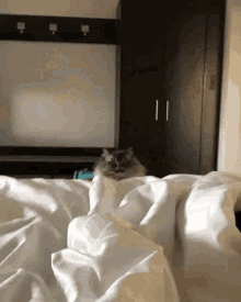Cat Hate GIF - Cat Hate Mad GIFs
