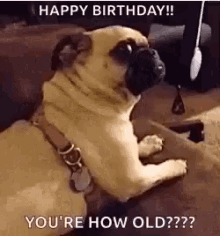 youre how old dogs pugs funny animals hbd