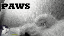 a black and white photo of a cat with the words paws written above it