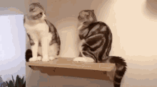 Cat Nudge Nudge Cat GIF - Cat Nudge Nudge Cat Push GIFs