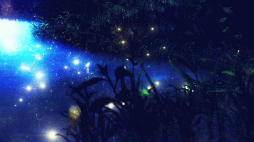 Fireflies At Night Gif