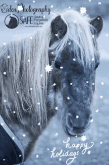 save a forgotten equine safe holiday mara horse